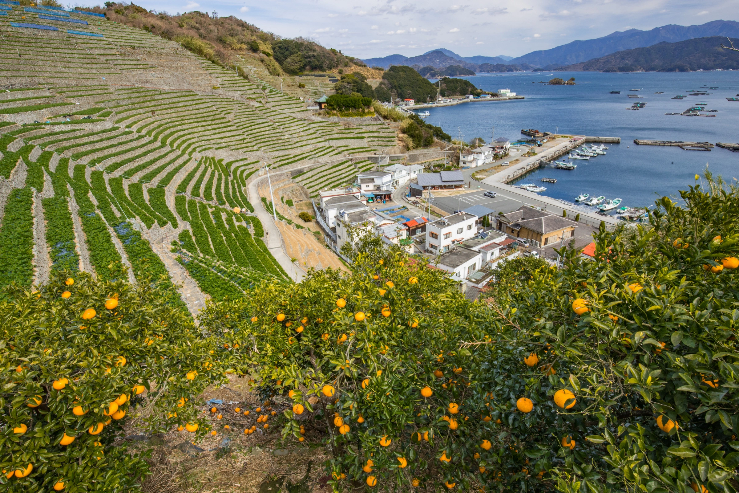 Uwajima[1].webp